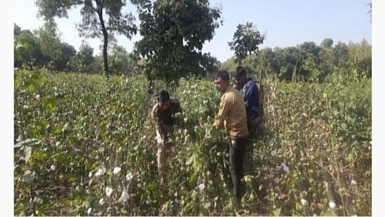 Petlawad: Rs 92L ganja seized, one arrested 