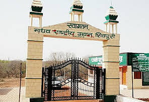 Bhopal: Translocation of 3 tigers to Shivpuri's Madhav National Park likely by mid January 
