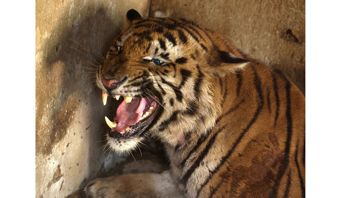 Maharashtra: 55-year-old woman killed by tiger in Chandrapur; Similar incidents that shook the region before  