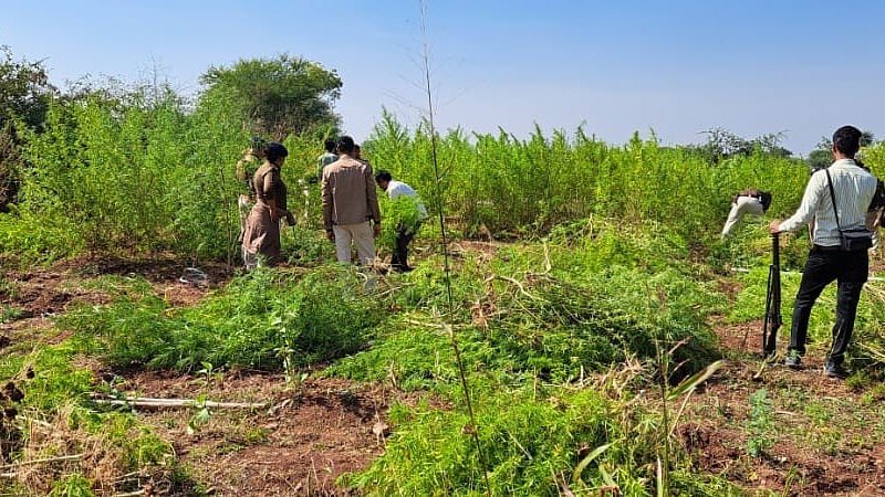 Neemuch: Admin tightens screws on illegal cultivation of opium, ganja