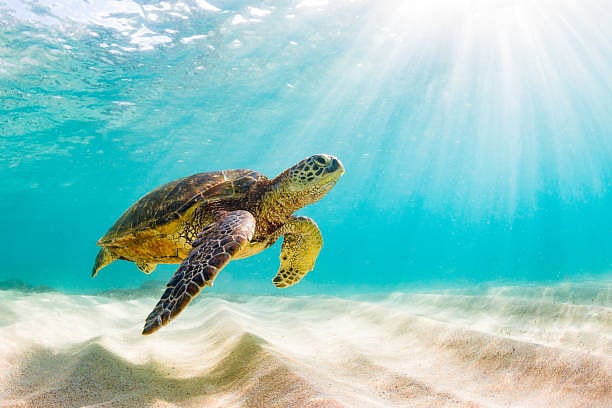 Turtle Adoption Day 2022: Date, significance, and all you need to know 