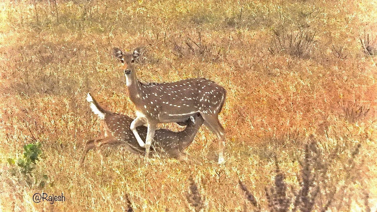 Madhya Pradesh: Kheoni sanctuary emerging as hotspot for spotting wildcats