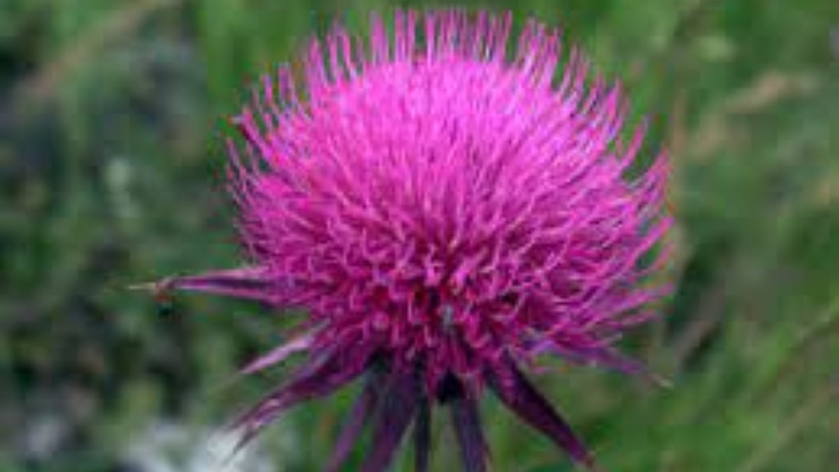 Liver cleansing- Milk thistle