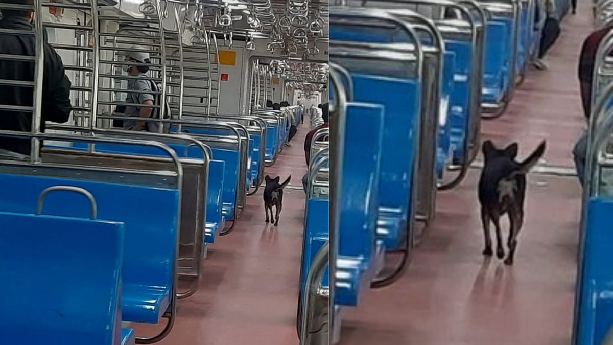 Stray dog enters Mumbai AC local train, picture goes viral 