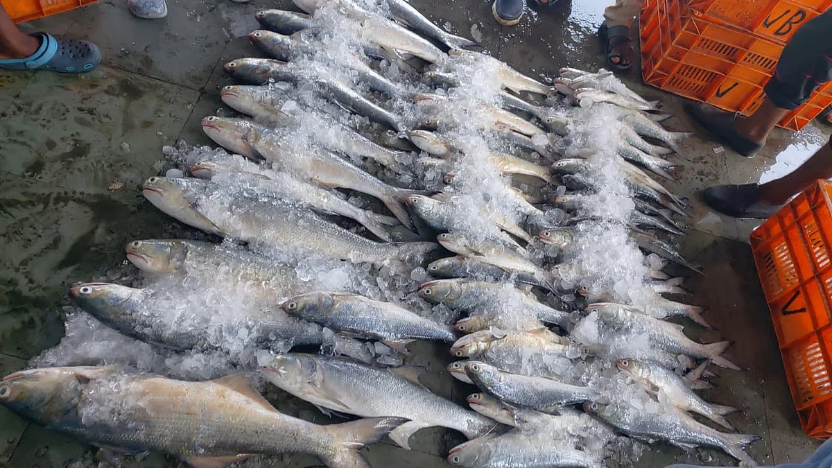 Palghar: Prices for sea water fishes rise up ahead of New Year eve | 