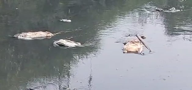 Thane: Panic in Badlapur after 7 dead pigs found in a drain