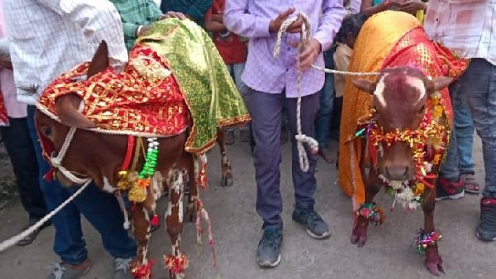 Lakshmi Weds Narayan: Unique marriage of calves with Vedic tradition in MP's Khargone; over 1000 guests from four villages invited  