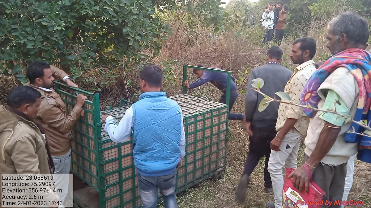 Madhya Pradesh: Forest department sets up trap cage to capture stray hyena in Badnawar