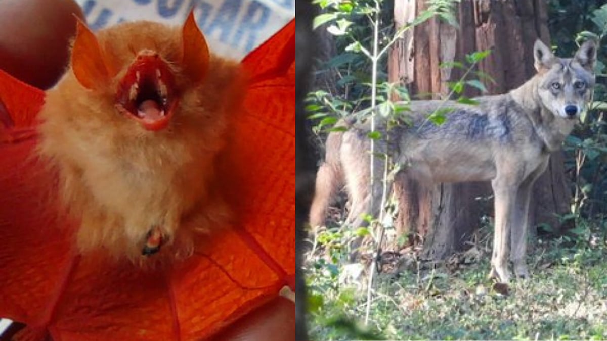 Chhattisgarh: Rare 'Orange Bat' and 'Indian Wolf' spotted at Kanger Ghati National Park