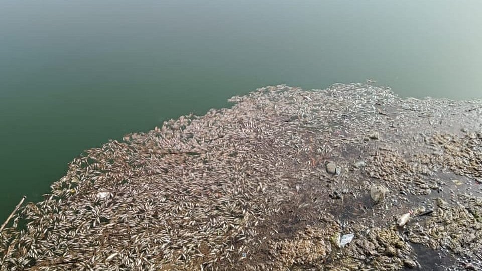 A pool of dead fish in Varoli river | Pankaj S Raut