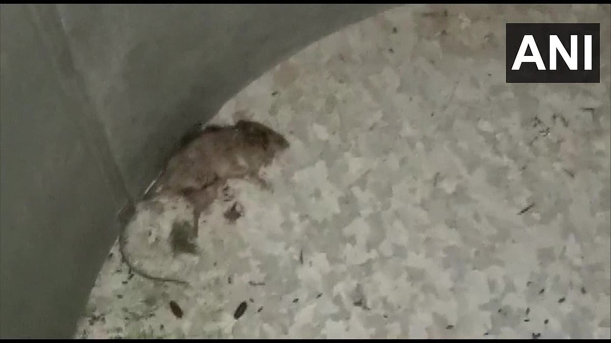 Locals created ruckus after rat and lizard were found in mid-day meal in a school in Malda