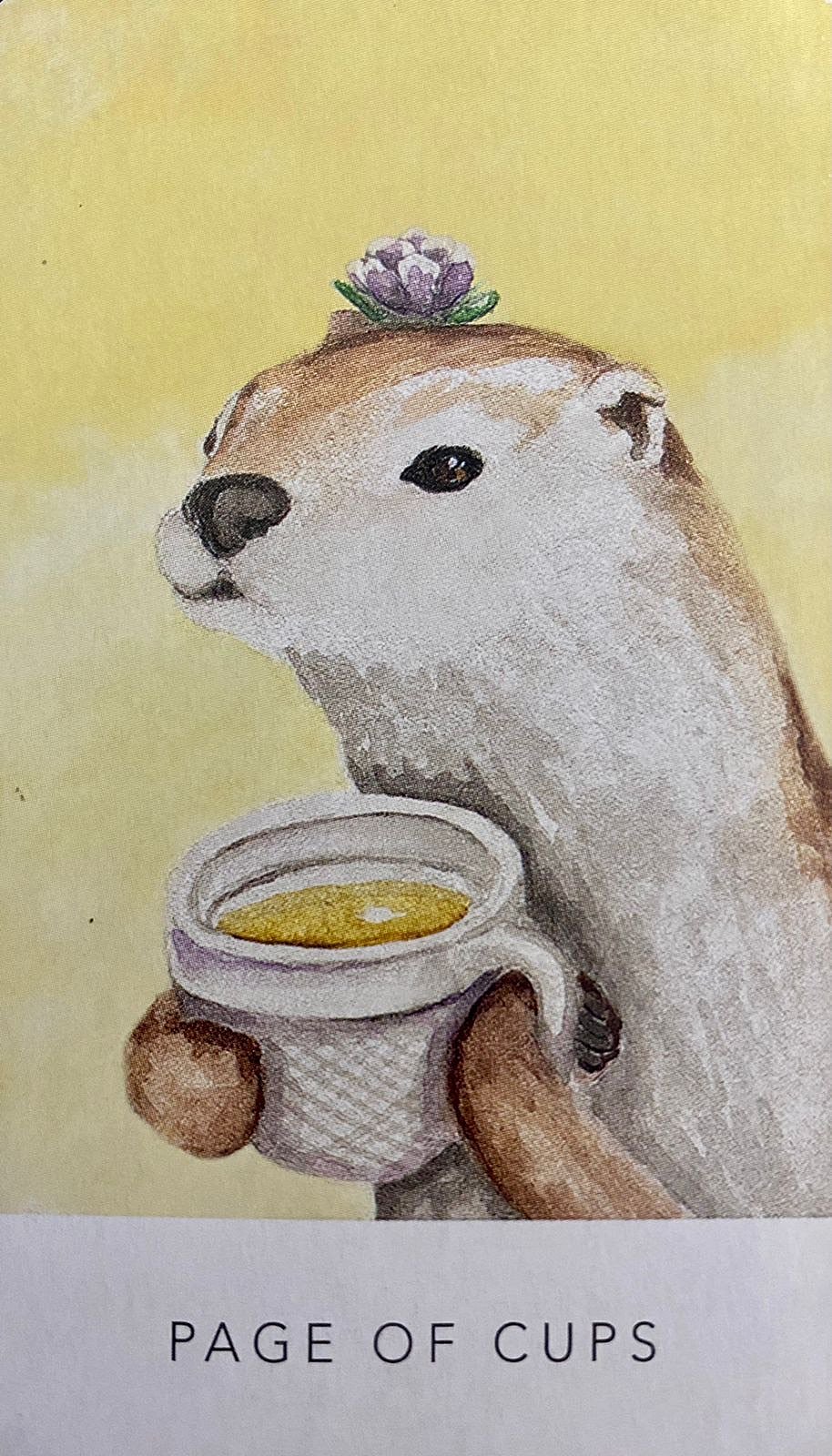 Page of Cups