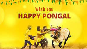 Maatu Pongal 2023: Wishes and greetings to share this Jallikattu festival 