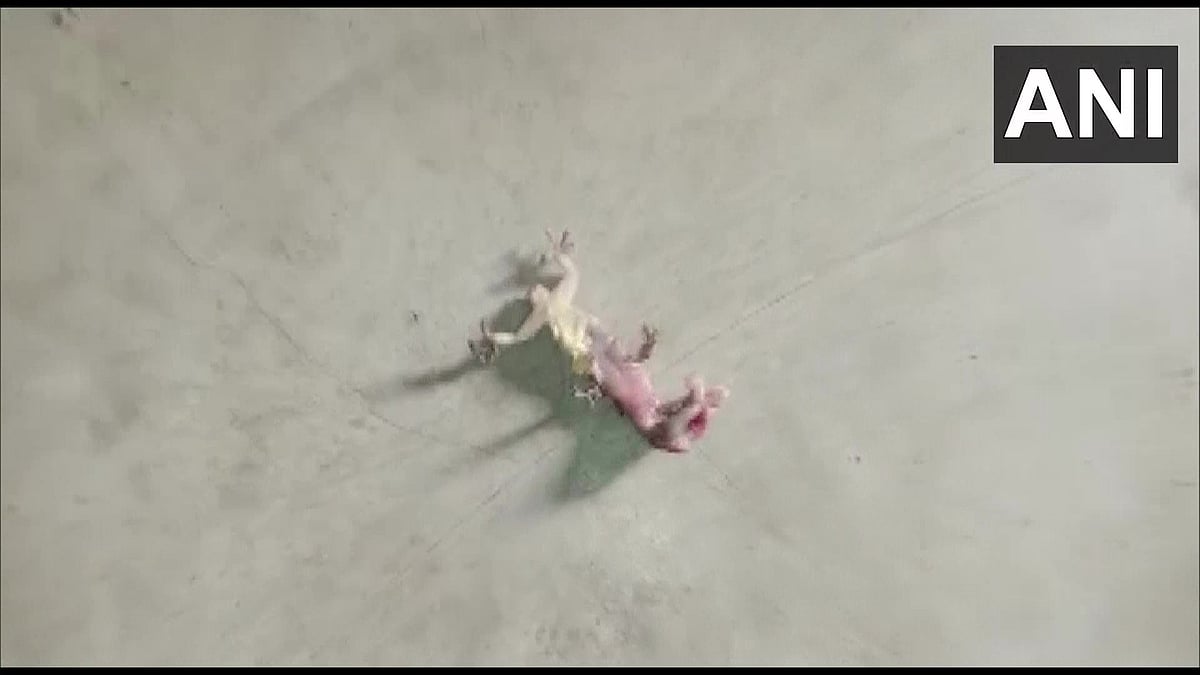 Locals created ruckus after dead lizard was found in mid-day meal in a school in Malda