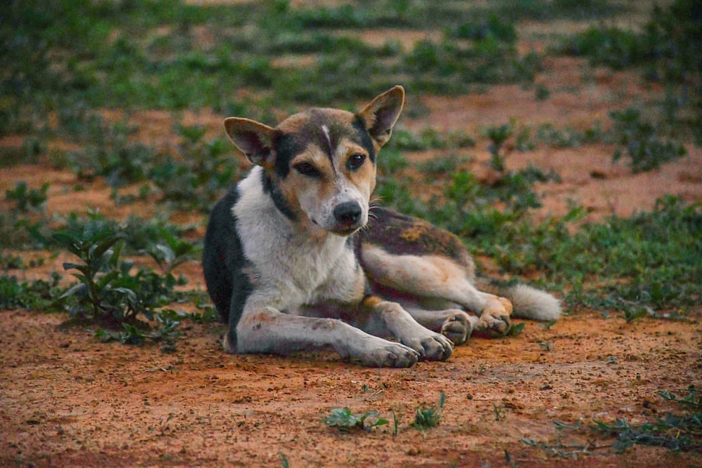 Udupi Shocker: FIR lodged against college wardens for brutally beating dog to death