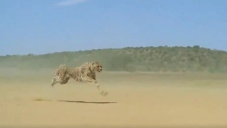 Viral Video: Cheetah covers up to 22 feet per stride reaching speeds of up to 70 miles per hour, mesmerises Twitterati
