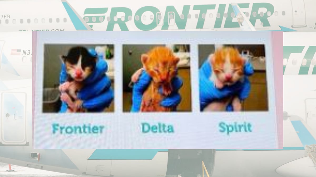Frontier Airlines offers free flight vouchers to those who 'Adopt stray kittens' |