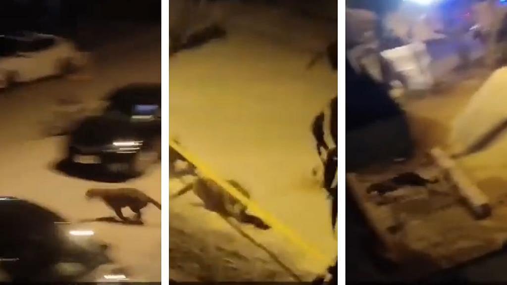 WATCH: Pet leopard breaks free in Islamabad's residential area, injures 6 people; caught by wildlife depart