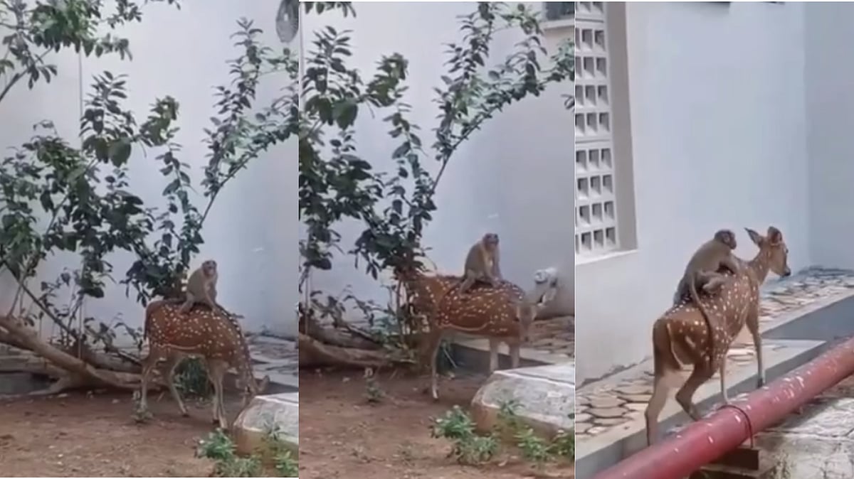 WATCH: Monkey enjoys deer ride, netizens react ‘Majnu bhai se inspiration li hogi dono ne’