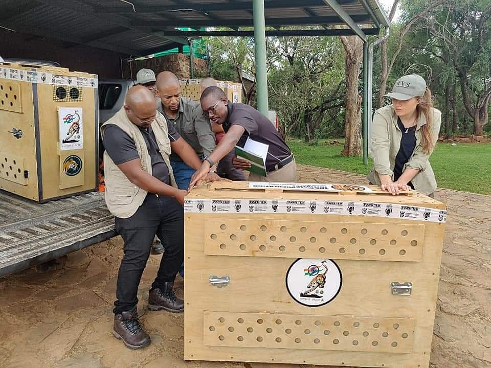 Team monitors preparations to transport Cheetahs by air