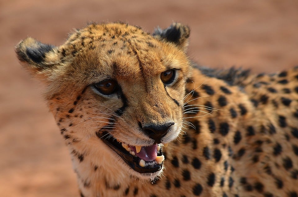 Madhya Pradesh: Eight Namibian Cheetahs would be released in wild one by one