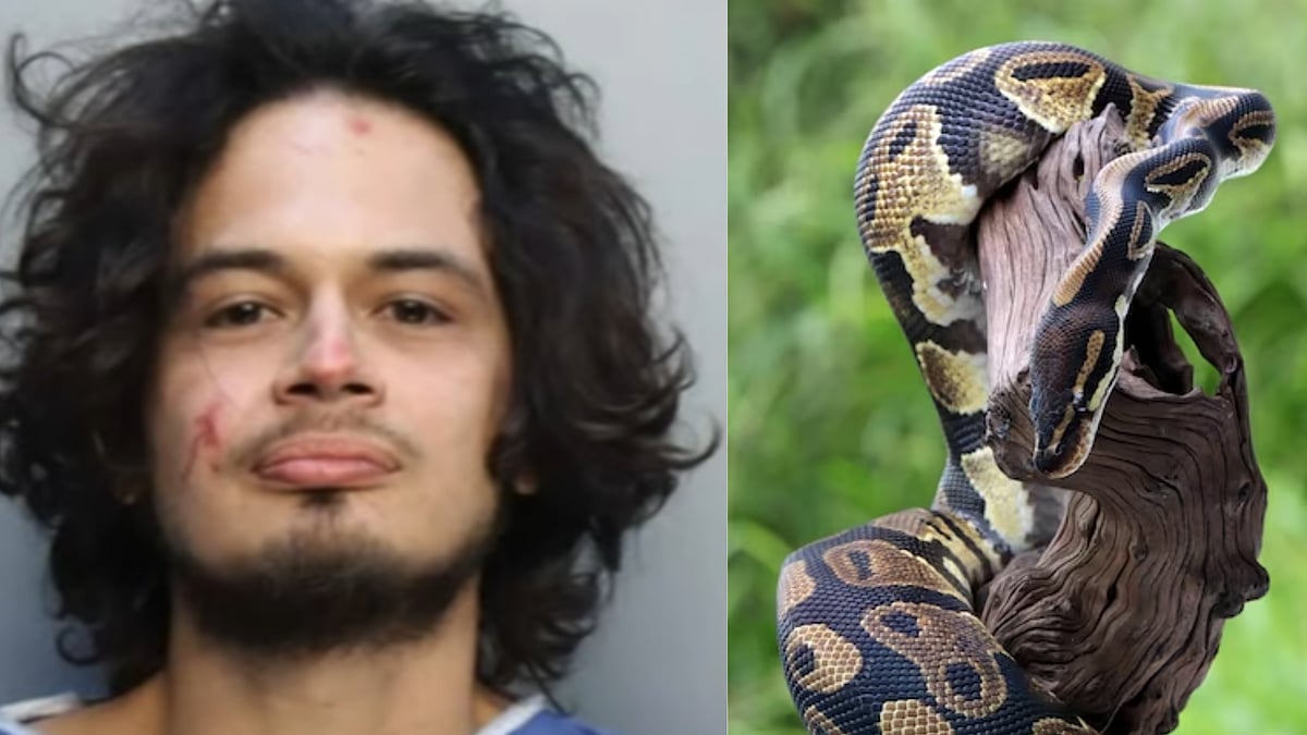 Florida man sent to jail after he brutally bit off pet python's head while arguing with a woman 