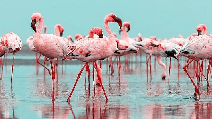 A guide to spot Flamingos in Mumbai