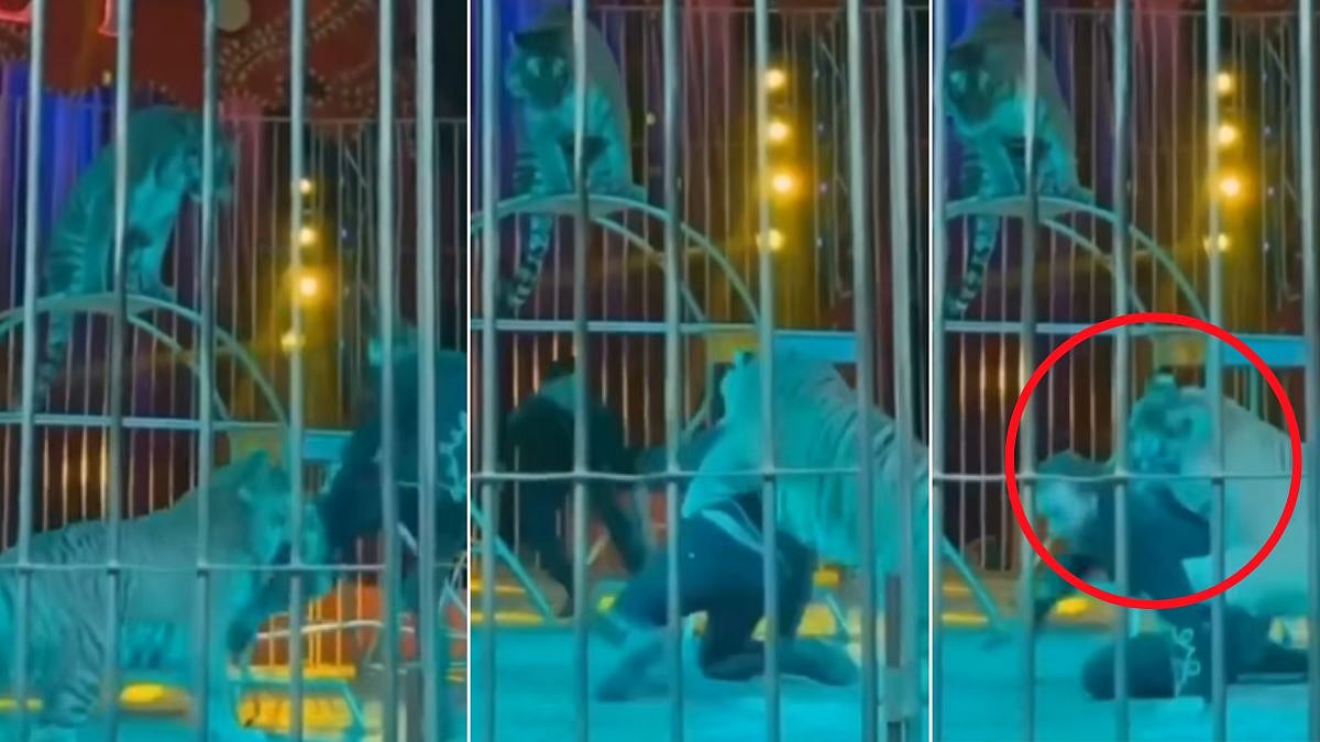 ON CAMERA: Circus tiger bites ringmaster's leg and drags him during live performance