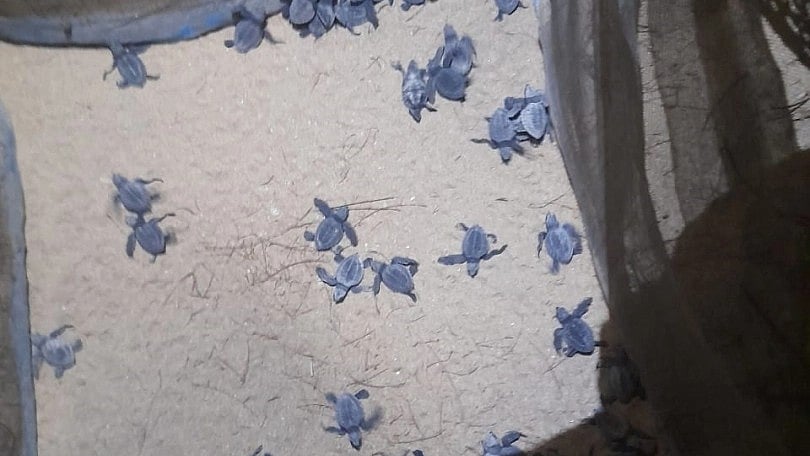 Goa: 67 turtle hatchlings emerge from season’s first pit in Galgibaga