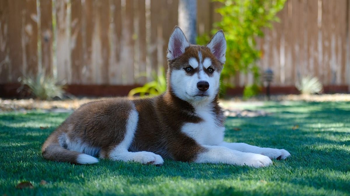 Scam Alert! Lucknow businessman pays ₹26 lakh for Siberian Husky pup