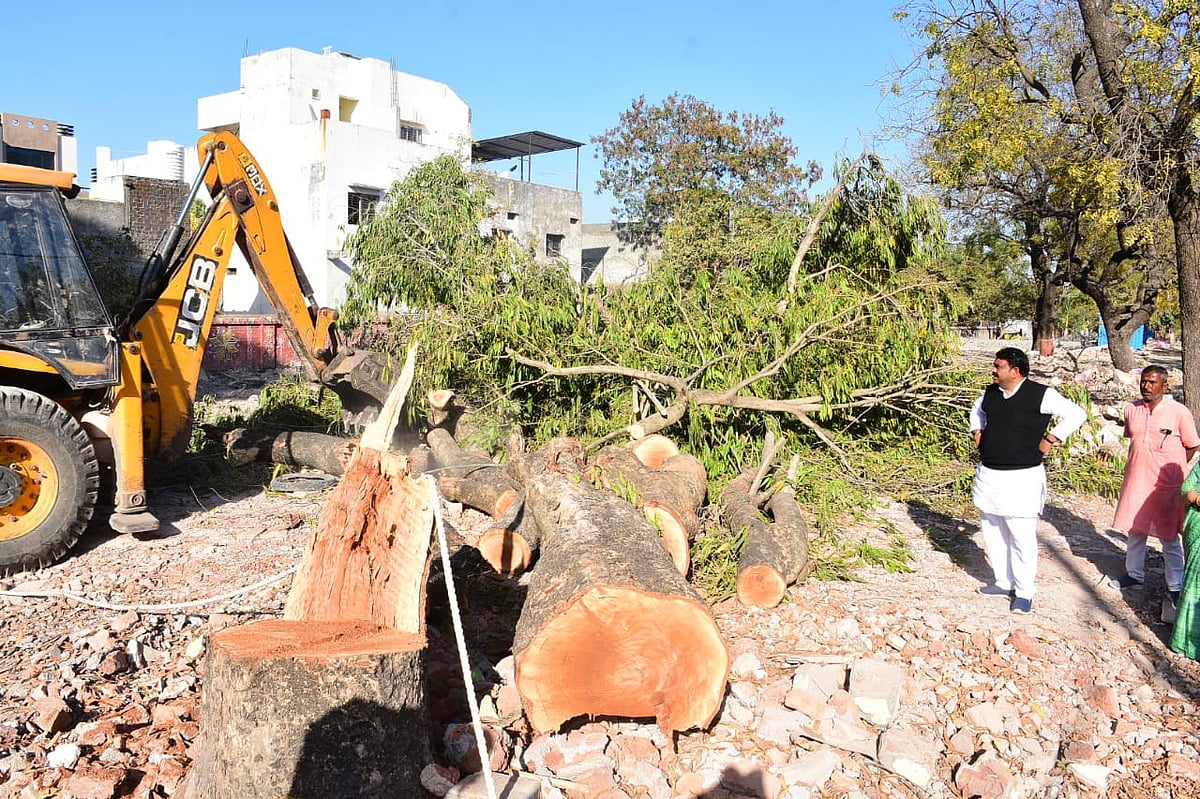 Ujjain: Mayor orders to stop felling of over 250 trees