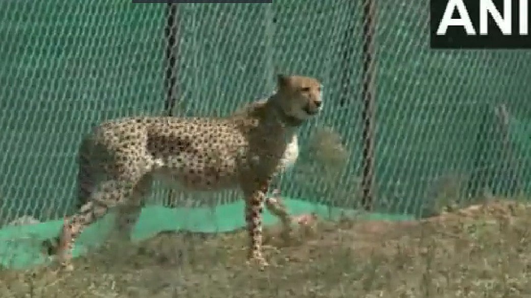 WATCH: MP CM Chouhan, Union Forest minister  release 12 South African Cheetahs into Kuno National Park