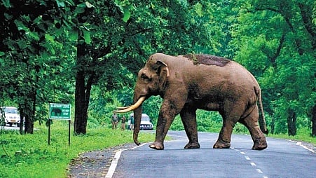 15 people killed by one rogue elephant in a fortnight: Jharkhand forest dept panel