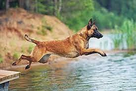 Bhopal: MP police strengthens its arsenal as 20 Belgian Malinois dogs set to join squad 
