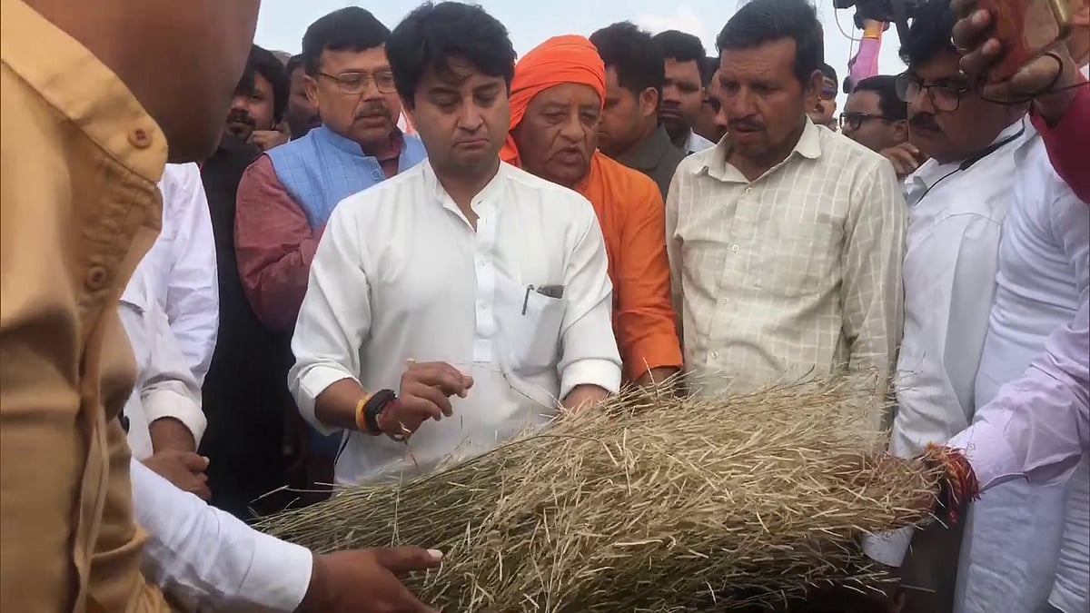 MP:  Jyotiraditya Scindia takes stock of crops damaged due to hailstorm, assures farmers of compensation