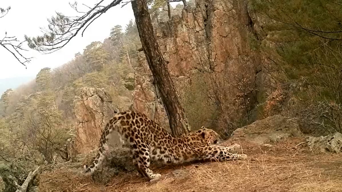 WATCH: Leopard performs 'Surya Namaskar' in the jungle; video goes viral
