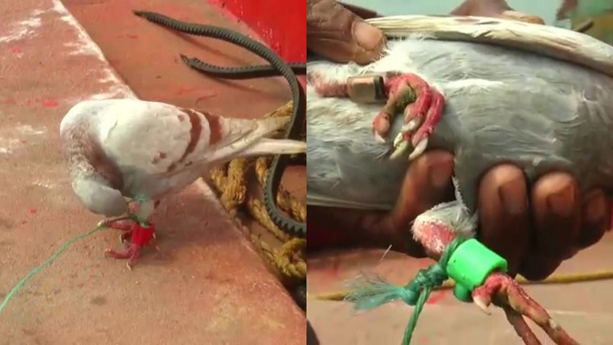 Odisha: 'Spy' Pigeon with camera fitted on leg caught from fishing boat off Paradip coast