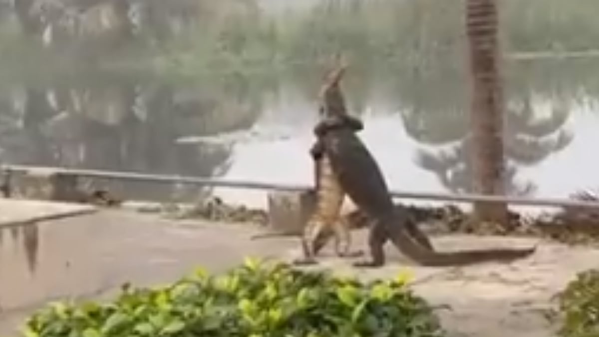 WATCH: Fight or a hug? 2 Monitor lizards caught on camera doing THIS in public 