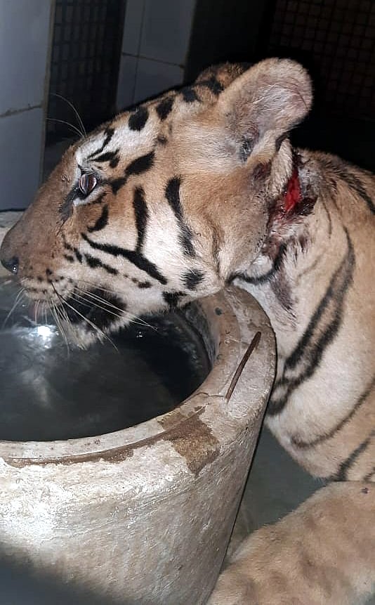 Bhopal: Tigress with deep wound on neck brought to Van Vihar