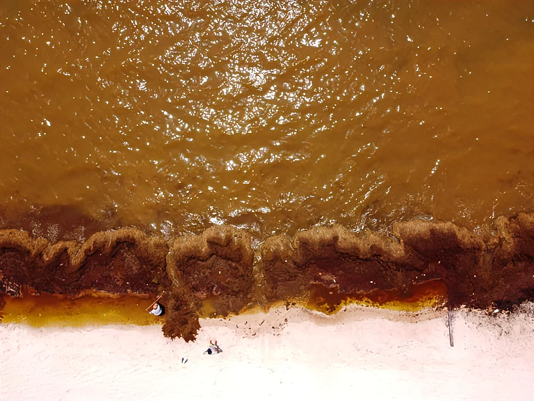 Sargassum seaweed in the Bay of Soliman, north of Tulum, Mexico, on August 2022