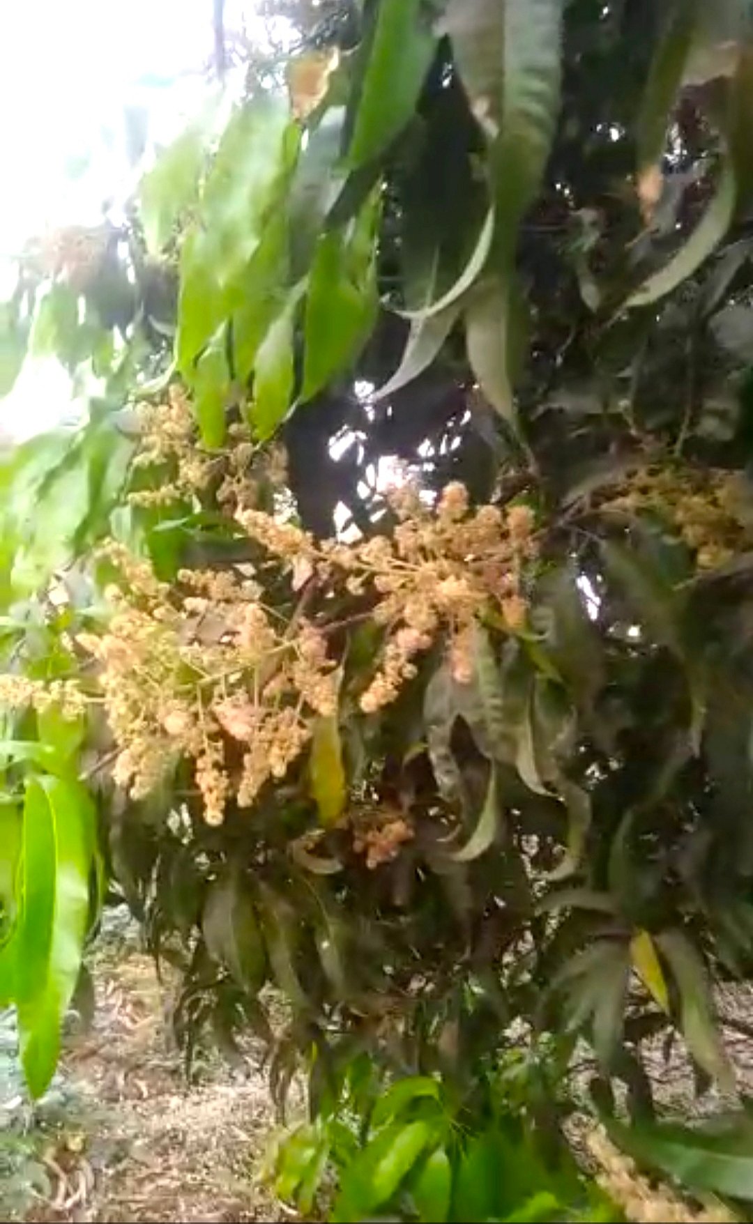 Palghar: Unseasonal rains in district cause damage to agriculture