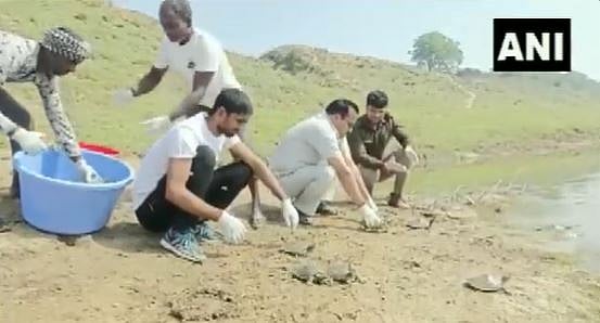 Watch: Turtles released in UP's Chambal river in joint project by govt and TSA