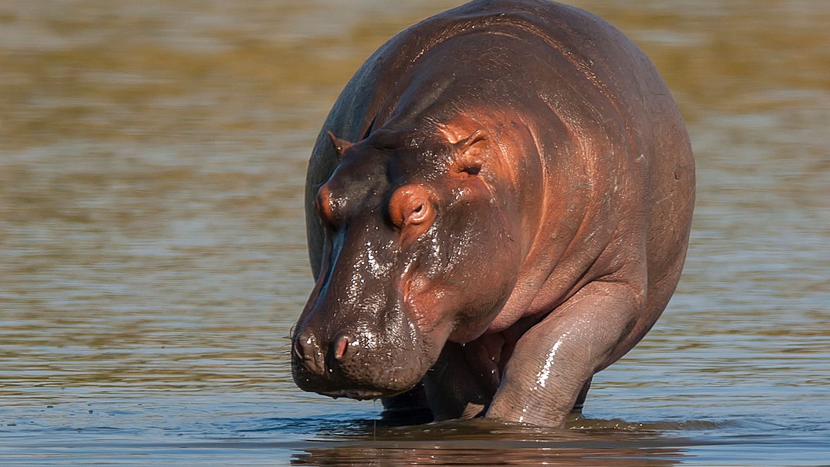 Colombia to send 72 hippopotamuses
hippos to India and Mexico | FPJ