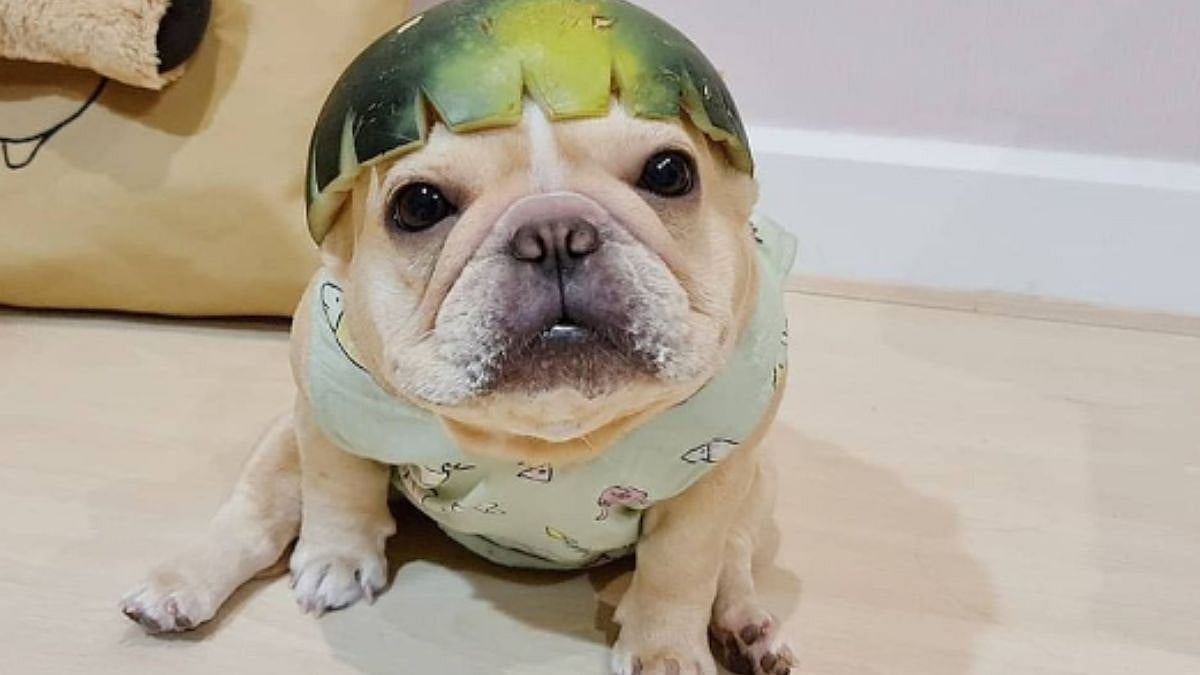 Viral Photo: Instagram users call THIS French Bulldog 'One in a melon' 