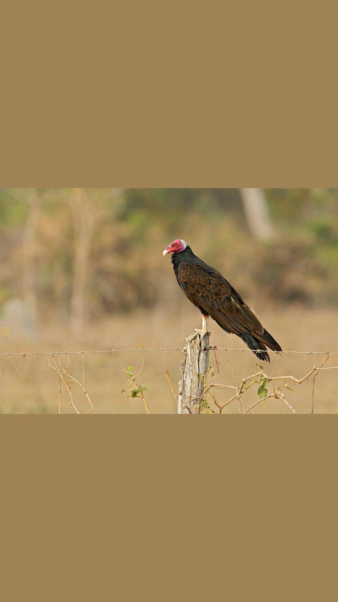 In Pics: Stunning clicks of the migratory bird on 'Buzzards' Day