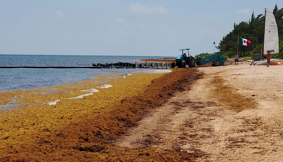 Enormous carpet of seaweed is set causes problems along the beaches of Florida and Mexico  | Twitter/ Chris McGinnis