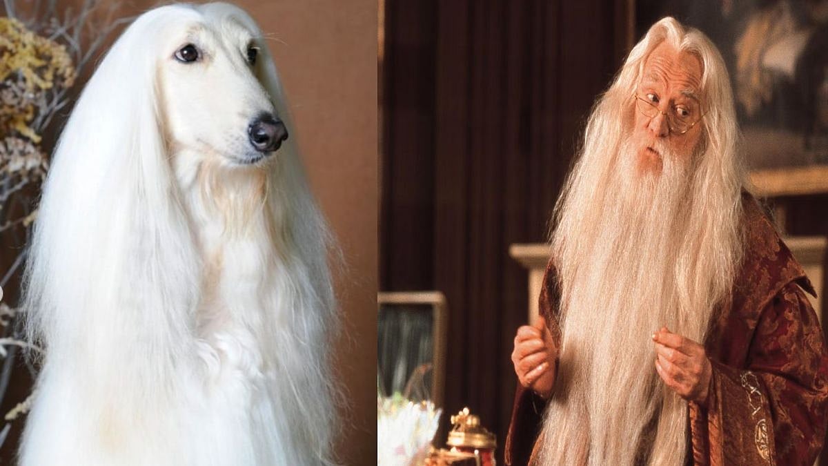 Close enough? THIS viral photo reminds people of Prof Dumbledore, but why? 