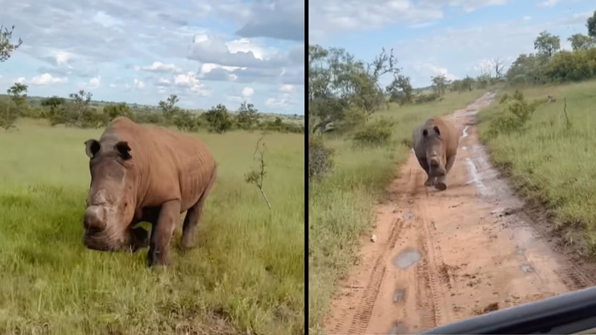 WATCH: Angry Rhino charges and runs behind a Safari car; video goes viral