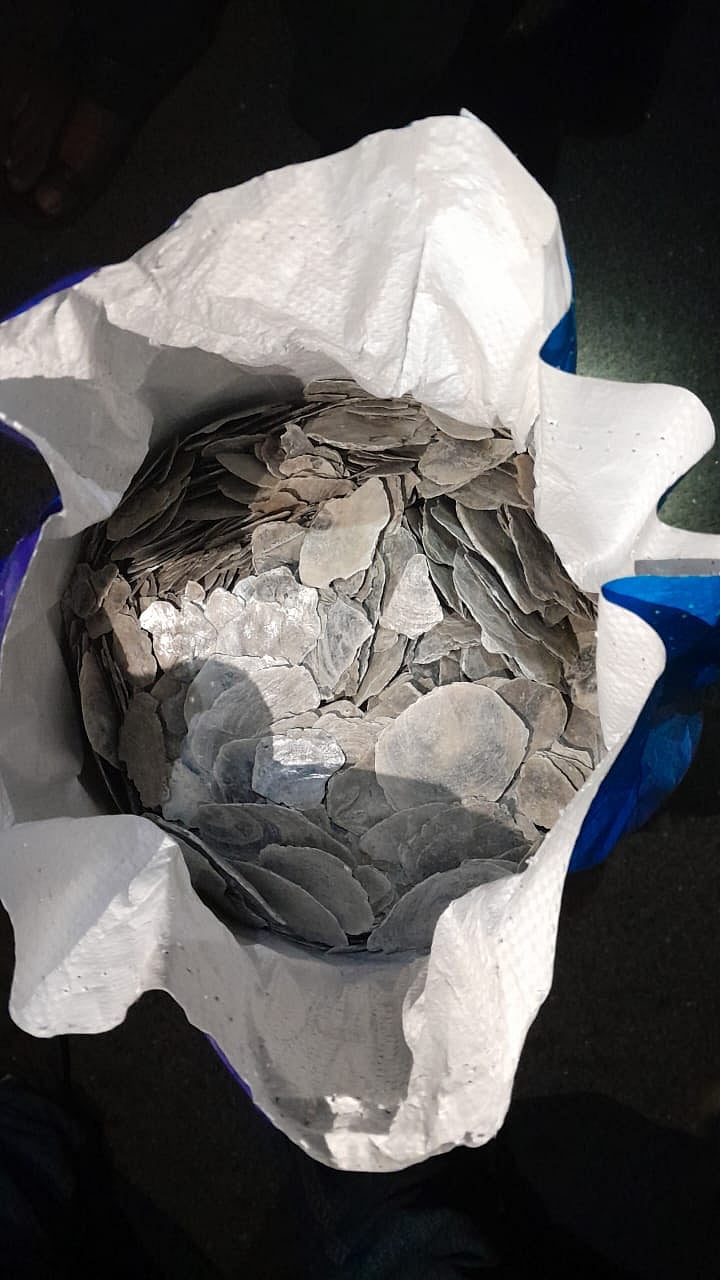 Scores of Capiz shells seized