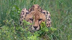 Bhopal: After Pavan, Cheetah Aasha moves out of Kuno